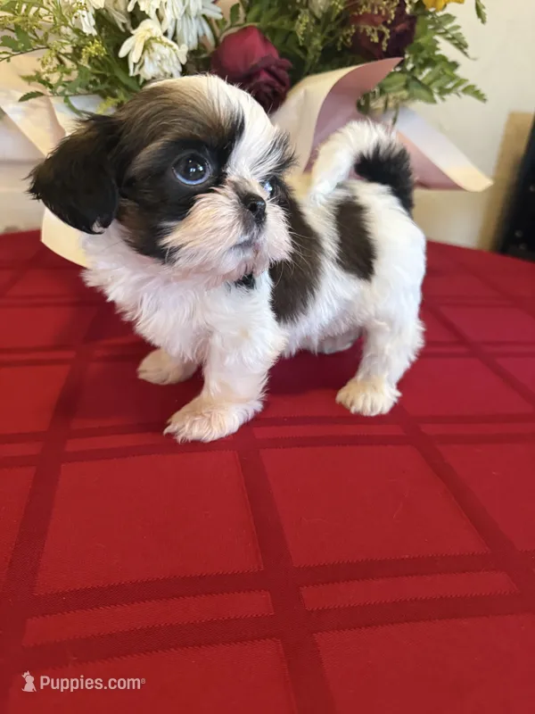 Male #3 AKC 🏆 – Shih Tzu puppy for sale in Long Beach, CA