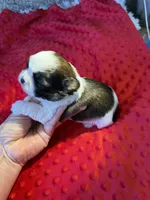 Akc Princess 🏆, a female Shih Tzu for sale in Long Beach, CA – 2 of 8