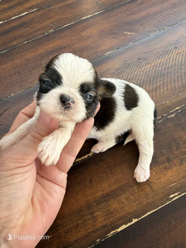 Male #3 AKC 🏆 – Shih Tzu puppy for sale in Long Beach, CA