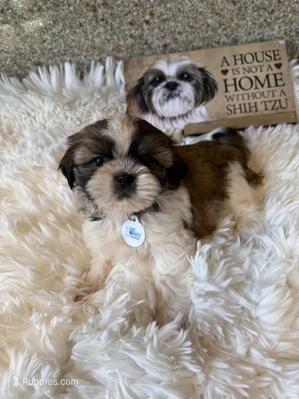 AKC Minnie - Champion Bloodline🏆 – Shih Tzu puppy for sale in Long Beach, CA