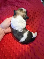 Akc Princess 🏆, a female Shih Tzu for sale in Long Beach, CA – 3 of 8