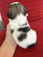Akc Nacho Champion 🏆, a male Shih Tzu for sale in Long Beach, CA – 5 of 7