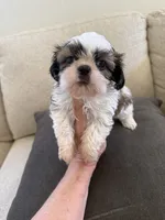 Male#1 champion, a male Shih Tzu for sale in Long Beach, CA – 3 of 4