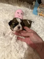 AKC Poppy - Champion Bloodline, a female Shih Tzu for sale in Long Beach, CA – 8 of 9