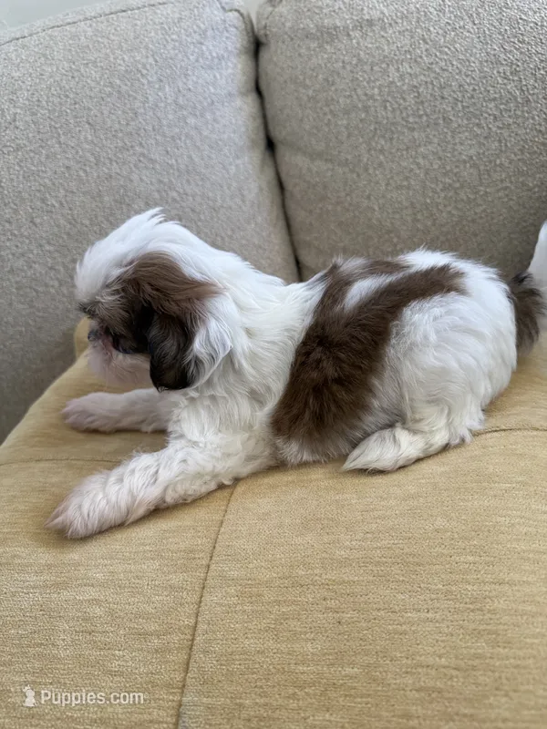 Male#3 Champion 🏆 – Shih Tzu puppy for sale in Long Beach, CA