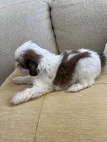 Male#3 Champion 🏆, a male Shih Tzu for sale in Long Beach, CA – 1 of 4