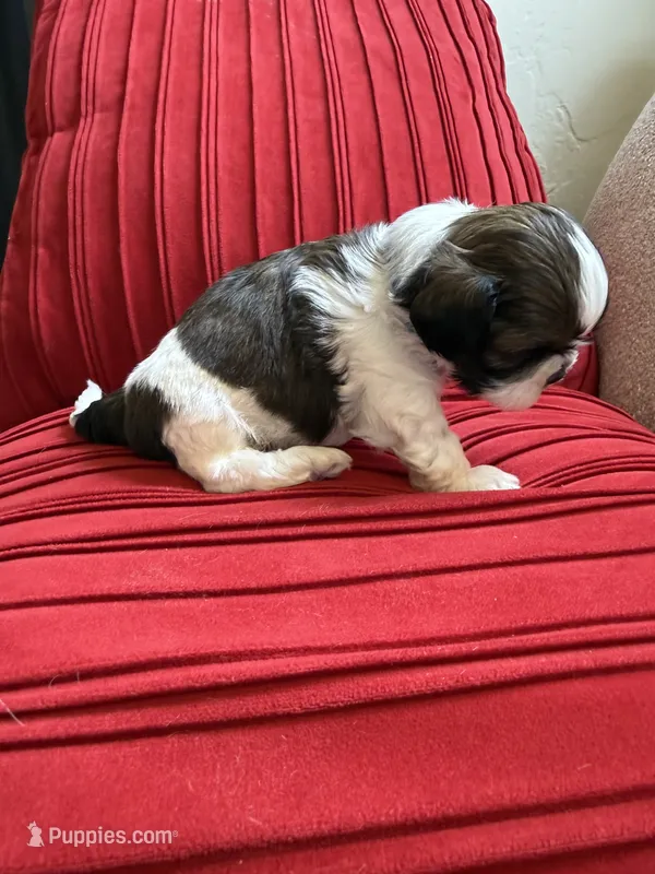 Akc churro champion 🏆 – Shih Tzu puppy for sale in Long Beach, CA