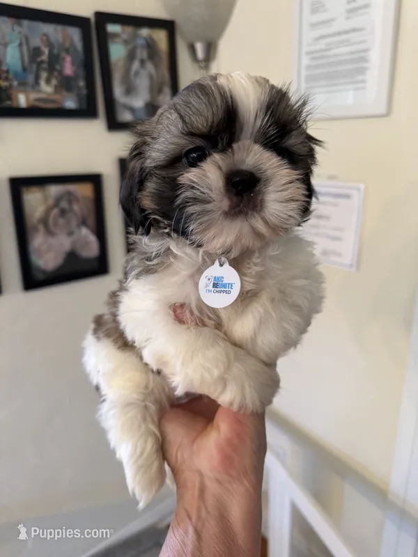 Akc male champion 🏆 – Shih Tzu puppy for sale in Long Beach, CA
