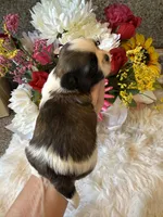 AKC Daisy  Champion Bloodline, a female Shih Tzu for sale in Long Beach, CA – 2 of 5