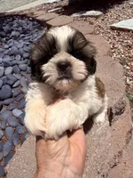 Akc Bennet champion 🏆, a male Shih Tzu for sale in Long Beach, CA – 5 of 10
