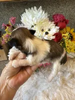 AKC Daisy  Champion Bloodline, a female Shih Tzu for sale in Long Beach, CA – 4 of 5