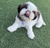 Akc, a male Shih Tzu for sale in Long Beach, CA – 5 of 8