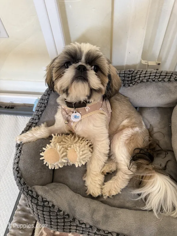 Winston Akc  Champion 🏆 – Shih Tzu puppy for sale in Long Beach, CA
