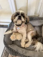 Winston Akc  Champion 🏆, a male Shih Tzu for sale in Long Beach, CA – 1 of 6