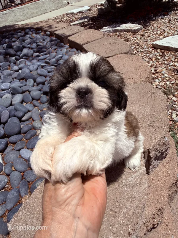 Akc Bennet champion 🏆 – Shih Tzu puppy for sale in Long Beach, CA