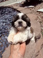 Akc Bennet champion 🏆, a male Shih Tzu for sale in Long Beach, CA – 1 of 10