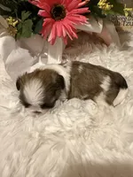 AKC Rosie - Champion Bloodline 🏆, a female Shih Tzu for sale in Long Beach, CA – 5 of 8