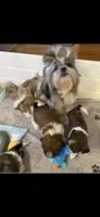 Bella AKC Champion 🏆, a female Shih Tzu for sale in Long Beach, CA – 9 of 9