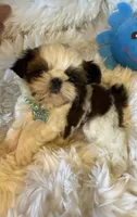  AKC Cinnamon Toast, a male Shih Tzu for sale in Long Beach, CA – 1 of 5