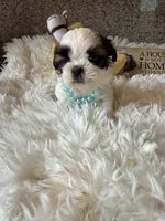Bentley  AKC 🏆, a male Shih Tzu for sale in Long Beach, CA – 3 of 9