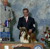 AKC Rosie - Champion Bloodline 🏆, a female Shih Tzu for sale in Long Beach, CA – 4 of 8