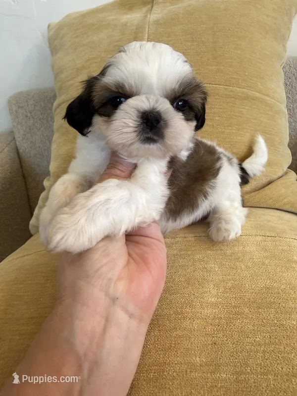 Bentley Akc  Champion Bloodline  – Shih Tzu puppy for sale in Long Beach, CA