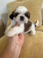 Bentley Akc  Champion Bloodline , a male Shih Tzu for sale in Long Beach, CA – 1 of 7