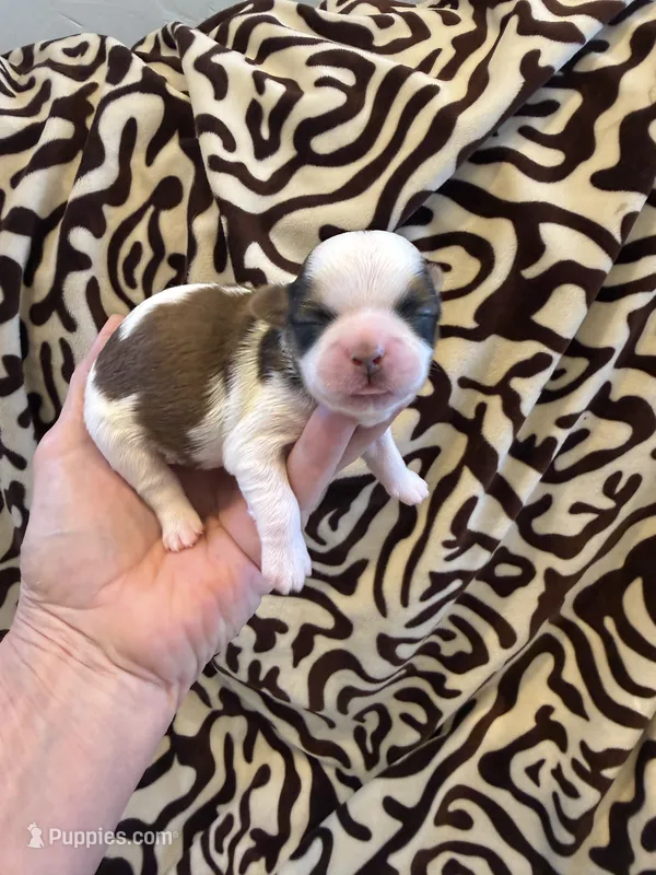 Akc Beans 🐶champion 🏆 – Shih Tzu puppy for sale in Long Beach, CA