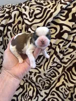 Akc Beans 🐶champion 🏆, a male Shih Tzu for sale in Long Beach, CA – 1 of 6