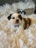 Honey  Akc  Champion Bloodline , a female Shih Tzu for sale in Long Beach, CA – 5 of 8