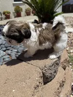 Akc Bennet champion 🏆, a male Shih Tzu for sale in Long Beach, CA – 9 of 10