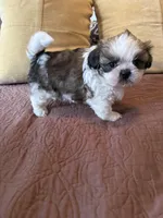 Oliver Grant - AKC🏆, a male Shih Tzu for sale in Long Beach, CA – Photo 4 of 7