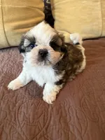Oliver Grant - AKC🏆, a male Shih Tzu for sale in Long Beach, CA – Photo 3 of 7