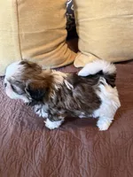 Oliver Grant - AKC🏆, a male Shih Tzu for sale in Long Beach, CA – Photo 6 of 7