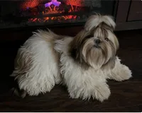 Oliver Grant - AKC🏆, a male Shih Tzu for sale in Long Beach, CA – Photo 2 of 7