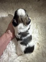 Akc Dottie champion B🏆, a female Shih Tzu for sale in Long Beach, CA – 3 of 6
