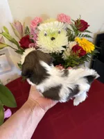 Male #3 AKC 🏆, a male Shih Tzu for sale in Long Beach, CA – 3 of 8
