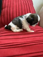 Churro #1 Akc , a male Shih Tzu for sale in Long Beach, CA – 2 of 9