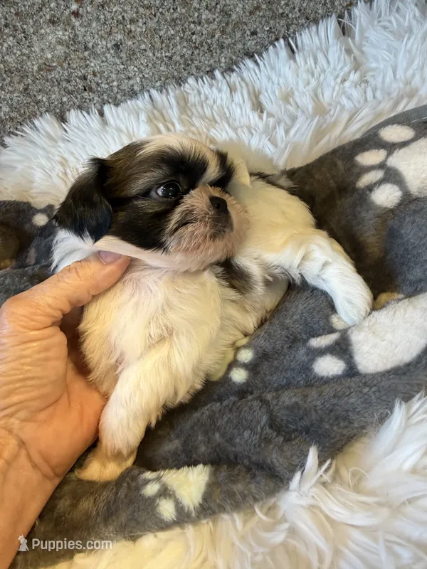 Akc Nacho Champion 🏆 – Shih Tzu puppy for sale in Long Beach, CA