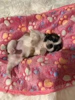 AKC Minnie - Champion Bloodline🏆, a female Shih Tzu for sale in Long Beach, CA – 3 of 9