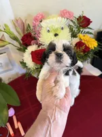 Male #3 AKC 🏆, a male Shih Tzu for sale in Long Beach, CA – 1 of 8