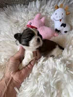 AKC Mochi - Champion Bloodline, a female Shih Tzu for sale in Long Beach, CA – 2 of 8