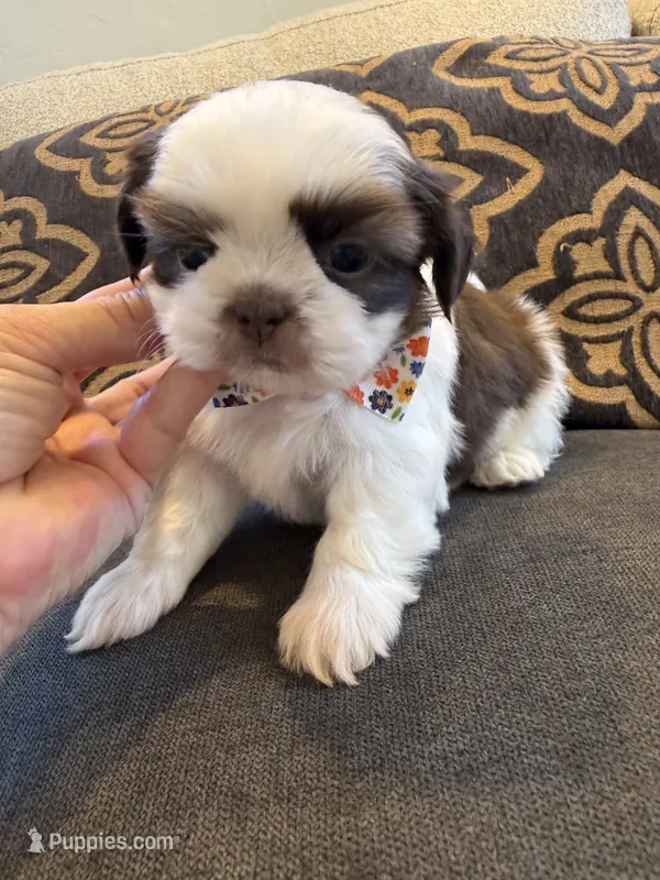 Male #1 AKC Champion 🏆 – Shih Tzu puppy for sale in Long Beach, CA