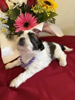 Bandit- AKC Champion 🏆, a male Shih Tzu for sale in Long Beach, CA – 6 of 6