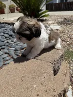 Akc Bennet champion 🏆, a male Shih Tzu for sale in Long Beach, CA – 7 of 10