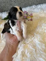 Akc Bonnie Champion 🏆, a female Shih Tzu for sale in Long Beach, CA – 8 of 8