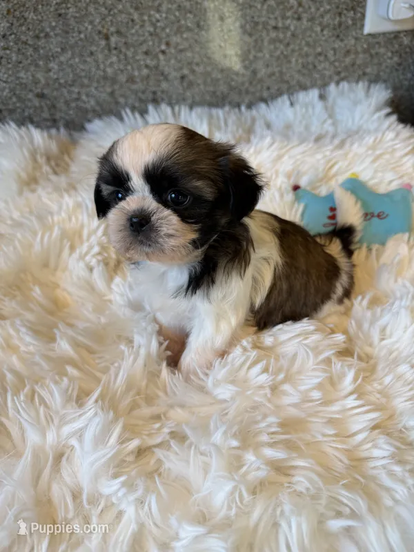 AKC Daisy  Champion Bloodline – Shih Tzu puppy for sale in Long Beach, CA