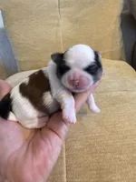 Akc  Meatball Champion 🏆, a male Shih Tzu for sale in Long Beach, CA – 4 of 8