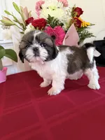 Reina AKC Champion 🏆, a female Shih Tzu for sale in Long Beach, CA – 2 of 8