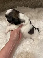 Akc Dottie champion B🏆, a female Shih Tzu for sale in Long Beach, CA – 4 of 6